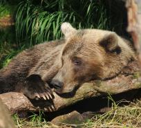 Siberian Grizzly